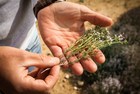 SEEKING FOR THE REAL HERBES DE PROVENCE